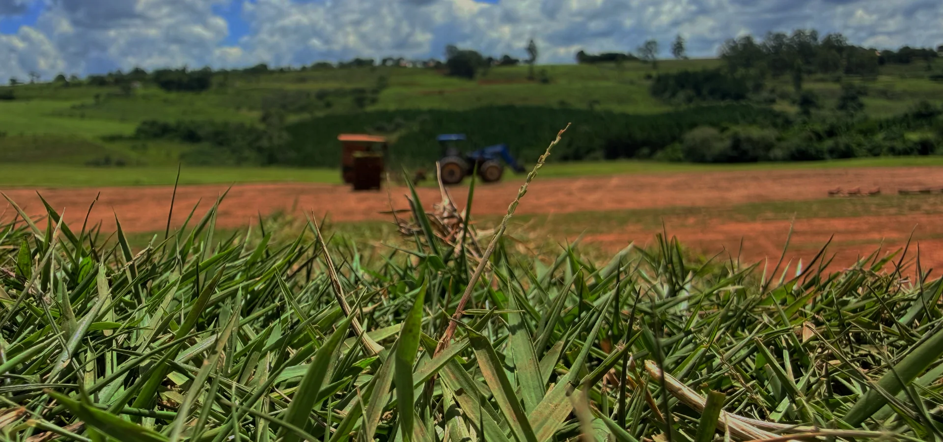 Fazendas e sítios com grama natural