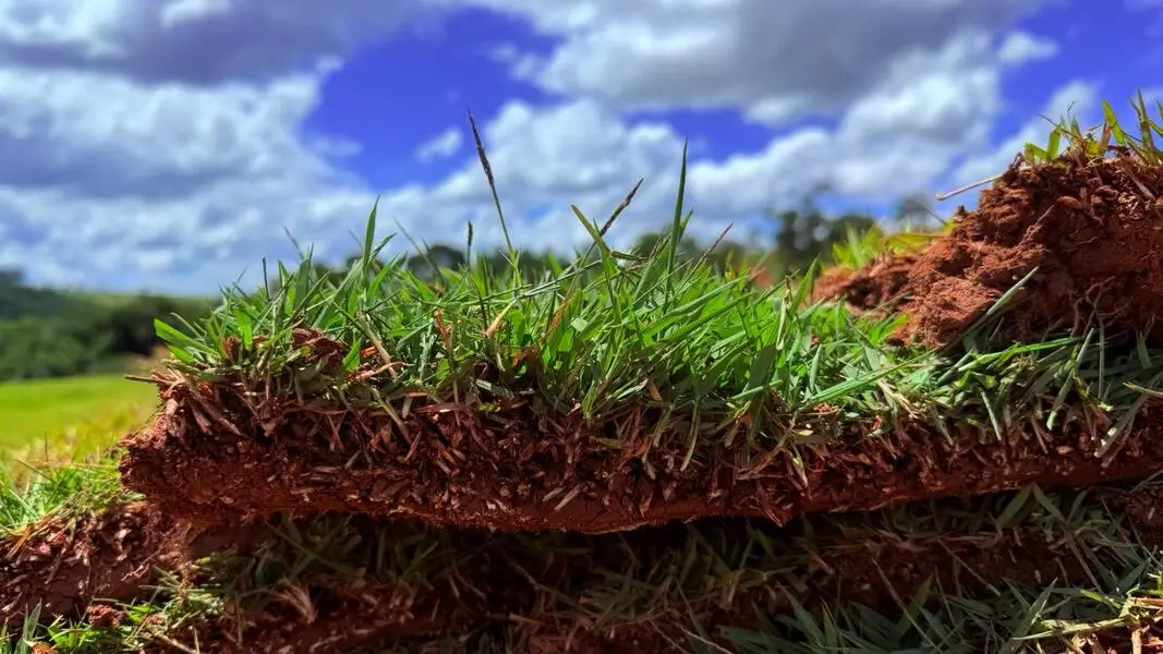 Obras públicas e privadas com grama natural